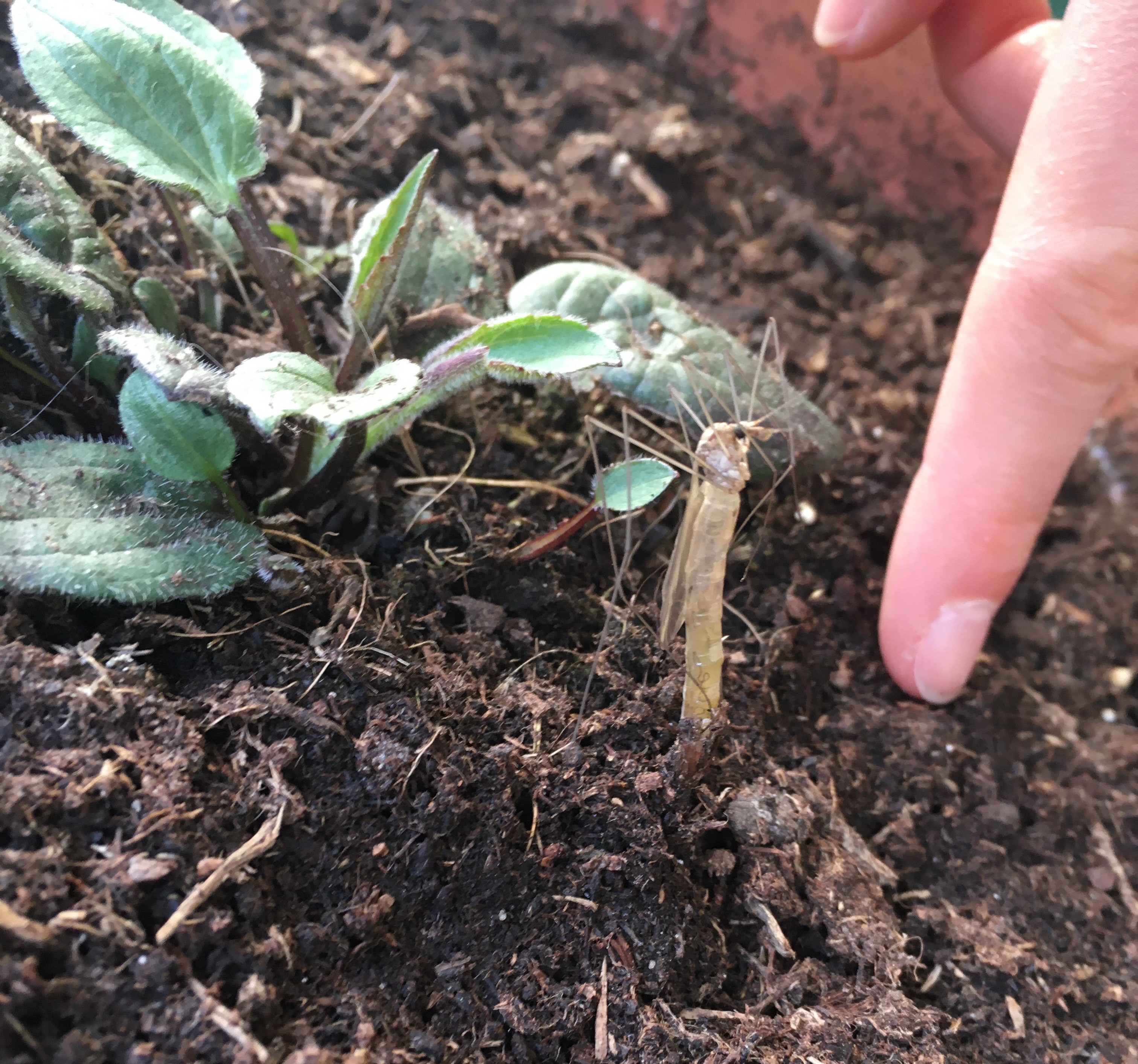 Wat voor insect zou dit zijn?